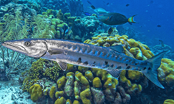 Barracuda picture 101